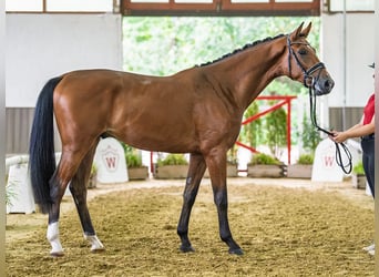 Deutsches Reitpferd, Wallach, 3 Jahre, Brauner