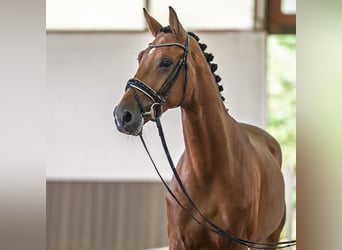 Deutsches Reitpferd, Wallach, 3 Jahre, Brauner