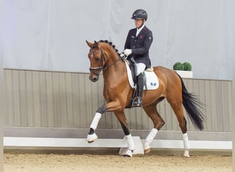 Deutsches Reitpferd, Wallach, 3 Jahre, Brauner