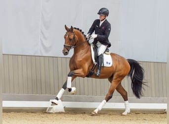 Deutsches Reitpferd, Wallach, 3 Jahre, Brauner