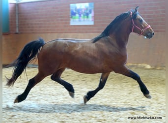Deutsches Reitpferd, Wallach, 3 Jahre, Brauner