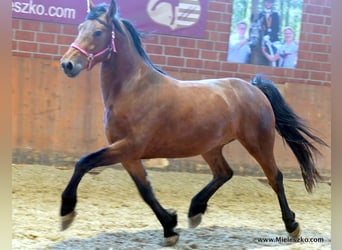 Deutsches Reitpferd, Wallach, 3 Jahre, Brauner