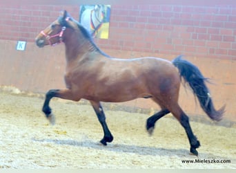 Deutsches Reitpferd, Wallach, 3 Jahre, Brauner