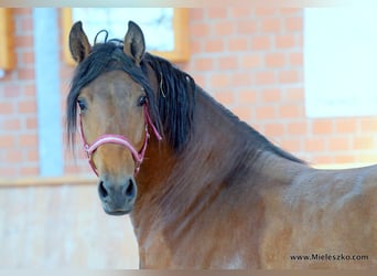 Deutsches Reitpferd, Wallach, 3 Jahre, Brauner