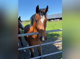 Deutsches Reitpferd, Wallach, 3 Jahre, Brauner