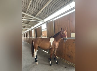 Deutsches Reitpferd Mix, Wallach, 4 Jahre, 151 cm, Tobiano-alle-Farben