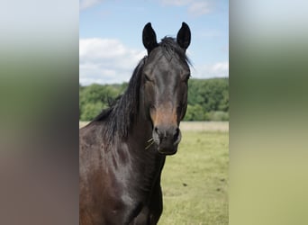 Deutsches Reitpferd, Wallach, 4 Jahre, 158 cm, Schwarzbrauner