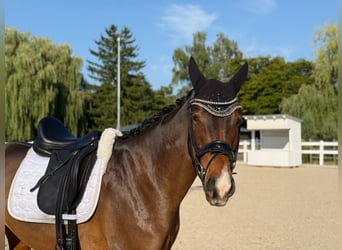 Deutsches Reitpferd, Wallach, 4 Jahre, 160 cm, Brauner