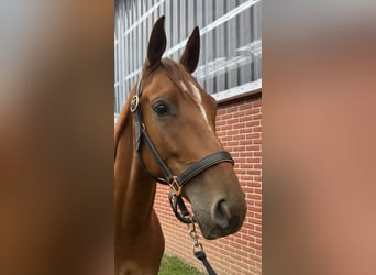 Deutsches Reitpferd, Wallach, 4 Jahre, 160 cm, Fuchs