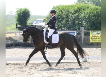 Deutsches Reitpferd, Wallach, 4 Jahre, 161 cm, Schwarzbrauner