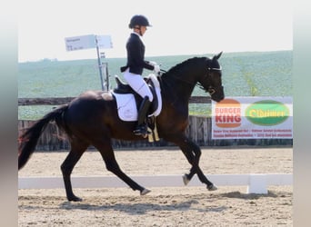 Deutsches Reitpferd, Wallach, 4 Jahre, 161 cm, Schwarzbrauner