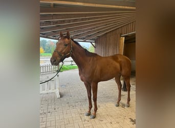 Deutsches Reitpferd, Wallach, 4 Jahre, 162 cm, Fuchs