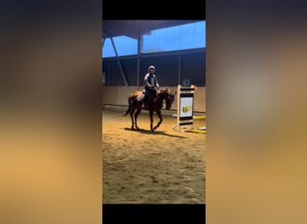 Deutsches Reitpferd, Wallach, 4 Jahre, 162 cm, Fuchs