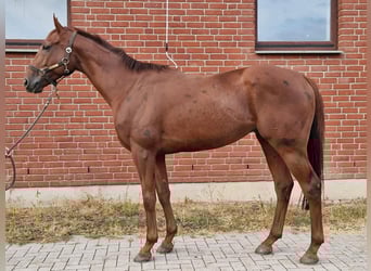 Deutsches Reitpferd, Wallach, 4 Jahre, 162 cm, Fuchs