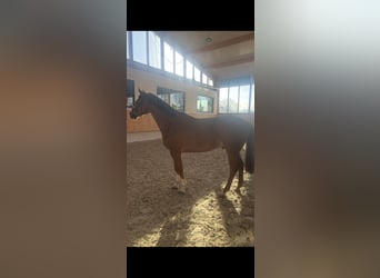 Deutsches Reitpferd, Wallach, 4 Jahre, 162 cm, Fuchs