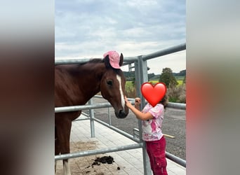 Deutsches Reitpferd, Wallach, 4 Jahre, 162 cm, Fuchs