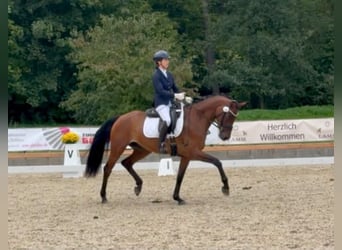 Deutsches Reitpferd, Wallach, 4 Jahre, 163 cm, Brauner