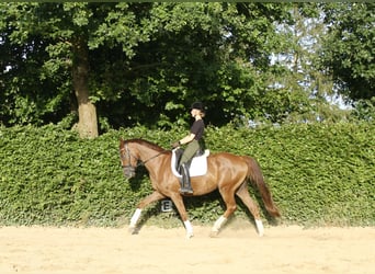 Deutsches Reitpferd, Wallach, 4 Jahre, 163 cm, Dunkelfuchs