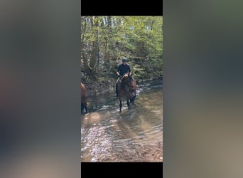 Deutsches Reitpferd, Wallach, 4 Jahre, 164 cm, Brauner