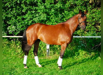 Deutsches Reitpferd, Wallach, 4 Jahre, 164 cm, Brauner