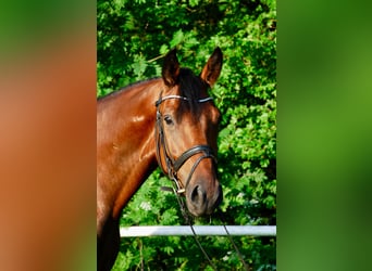 Deutsches Reitpferd, Wallach, 4 Jahre, 164 cm, Brauner