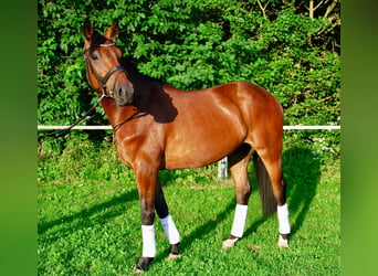 Deutsches Reitpferd, Wallach, 4 Jahre, 164 cm, Brauner