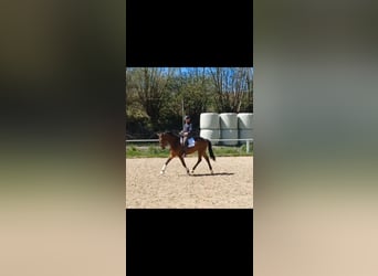 Deutsches Reitpferd, Wallach, 4 Jahre, 164 cm, Brauner