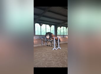 Deutsches Reitpferd, Wallach, 4 Jahre, 164 cm, Brauner