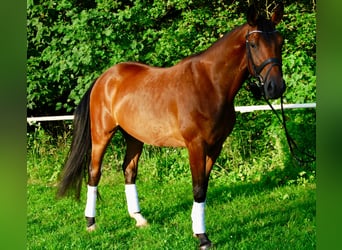 Deutsches Reitpferd, Wallach, 4 Jahre, 164 cm, Brauner