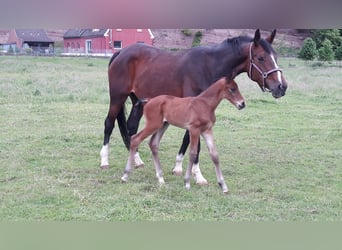 Deutsches Reitpferd, Wallach, 4 Jahre, 164 cm, Brauner