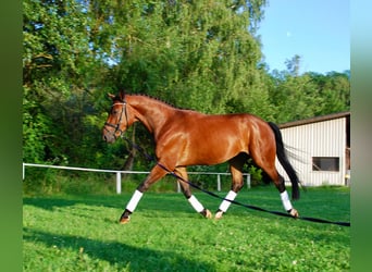 Deutsches Reitpferd, Wallach, 4 Jahre, 164 cm, Brauner