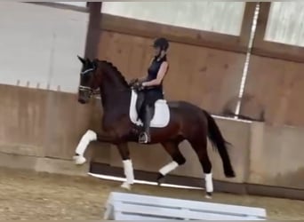 Deutsches Reitpferd, Wallach, 4 Jahre, 165 cm, Brauner