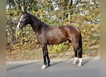 Deutsches Reitpferd, Wallach, 4 Jahre, 165 cm, Brauner