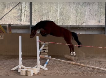 Deutsches Reitpferd, Wallach, 4 Jahre, 165 cm, Brauner