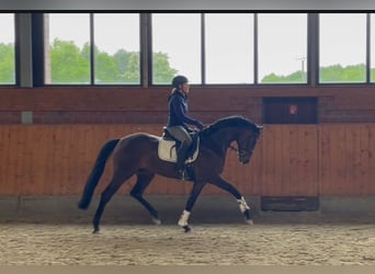 Deutsches Reitpferd, Wallach, 4 Jahre, 165 cm, Dunkelbrauner
