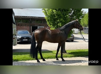Deutsches Reitpferd, Wallach, 4 Jahre, 165 cm, Dunkelbrauner