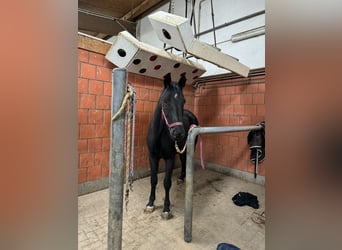 Deutsches Reitpferd, Wallach, 4 Jahre, 165 cm, Rappe