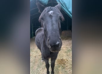 Deutsches Reitpferd, Wallach, 4 Jahre, 165 cm, Rappe