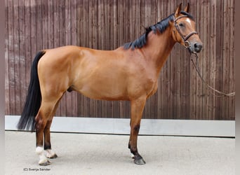 Deutsches Reitpferd, Wallach, 4 Jahre, 166 cm, Brauner
