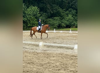 Deutsches Reitpferd, Wallach, 4 Jahre, 166 cm, Fuchs