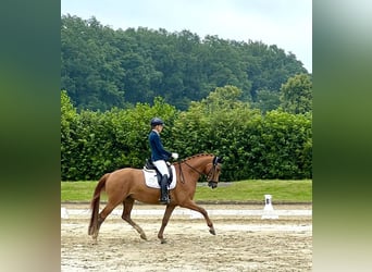 Deutsches Reitpferd, Wallach, 4 Jahre, 166 cm, Fuchs