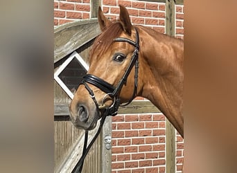 Deutsches Reitpferd, Wallach, 4 Jahre, 166 cm, Fuchs