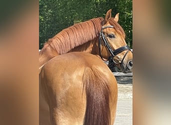 Deutsches Reitpferd, Wallach, 4 Jahre, 166 cm, Fuchs