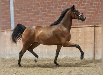 Deutsches Reitpferd, Wallach, 4 Jahre, 167 cm, Brauner