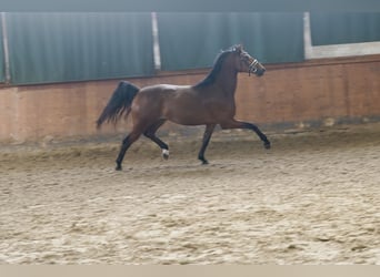 Deutsches Reitpferd, Wallach, 4 Jahre, 167 cm, Brauner