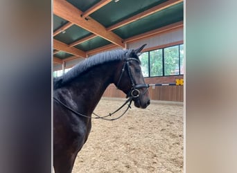 Deutsches Reitpferd, Wallach, 4 Jahre, 167 cm, Dunkelbrauner