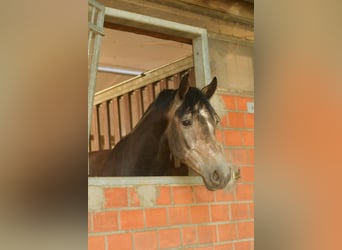 Deutsches Reitpferd, Wallach, 4 Jahre, 167 cm, Rappschimmel