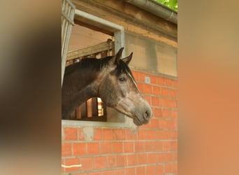 Deutsches Reitpferd, Wallach, 4 Jahre, 167 cm, Rappschimmel