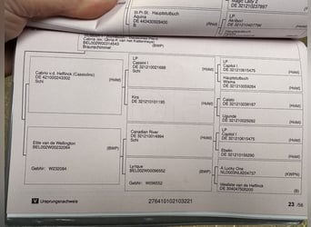 Deutsches Reitpferd, Wallach, 4 Jahre, 167 cm, Schimmel