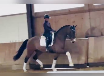 Deutsches Reitpferd, Wallach, 4 Jahre, 168 cm, Brauner